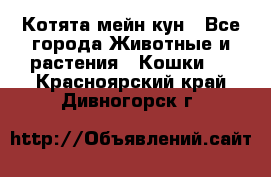 Котята мейн кун - Все города Животные и растения » Кошки   . Красноярский край,Дивногорск г.
